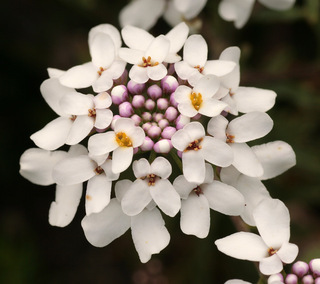 ایبریس یکساله